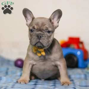Murphy, Frenchton Puppy